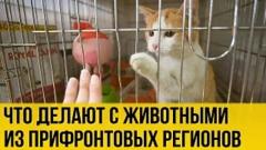 Украина РУ. Хвостатые беженцы: спецрепортаж о животных из Донбасса от 20.10.2022